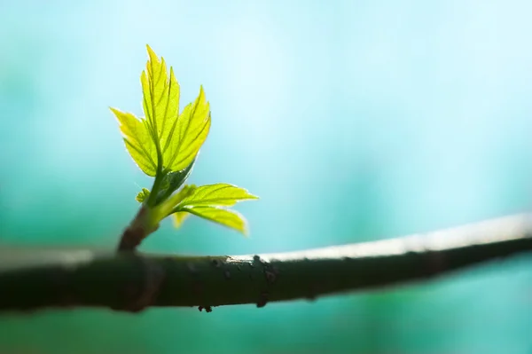 Neue frische Blätter auf einem Zweig — Stockfoto