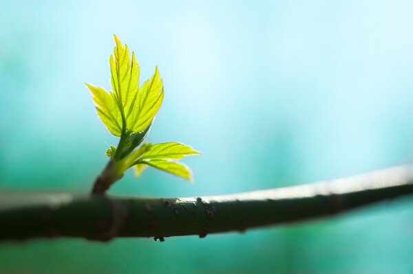 New fresh leaves on a branch