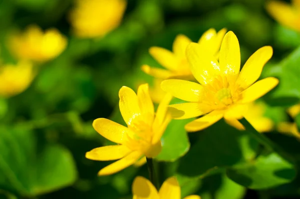 宏形象的鲜黄色的花朵 — 图库照片