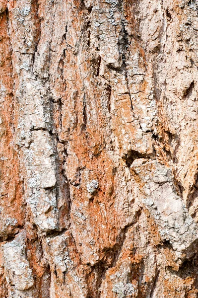Macro image of a bark — Stock Photo, Image