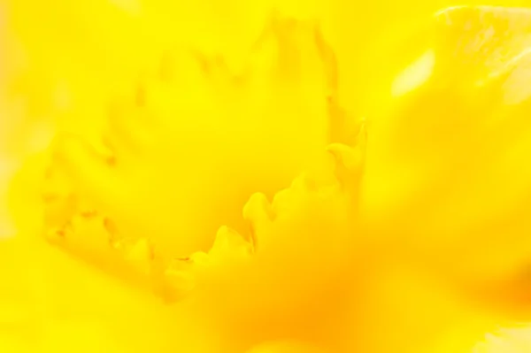 Narciss květ — Stock fotografie