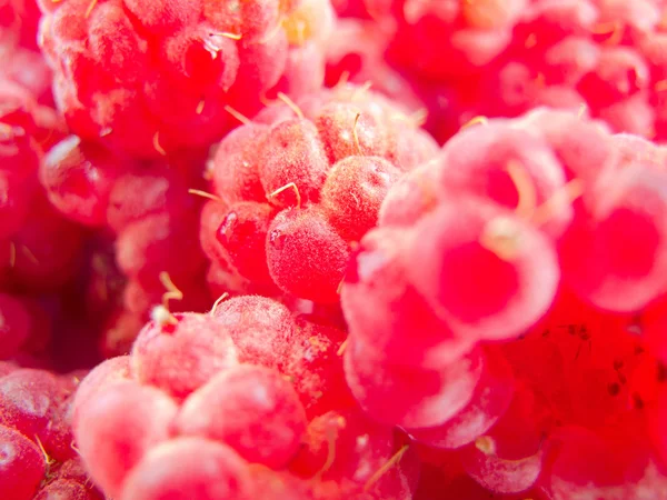 Macro image of raspberry — Stock Photo, Image