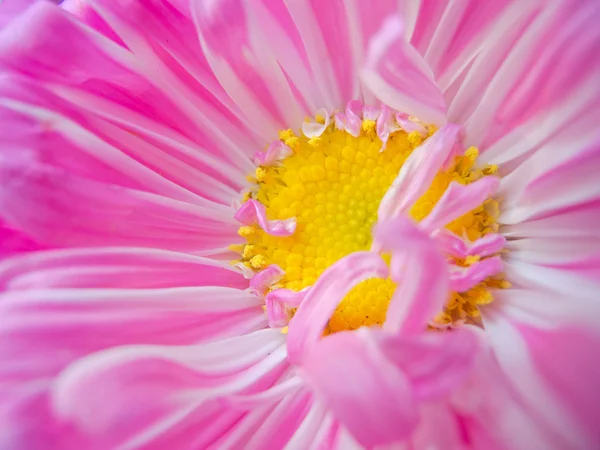 Aster close-up — Stock Photo, Image