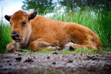 Baby Buffalo Laying clipart