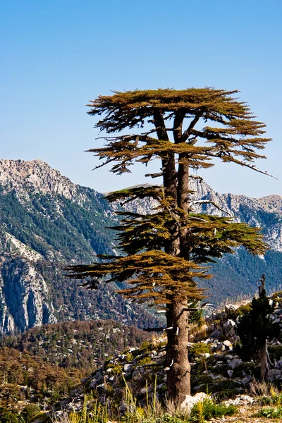 Mountain pines — Stock Photo, Image