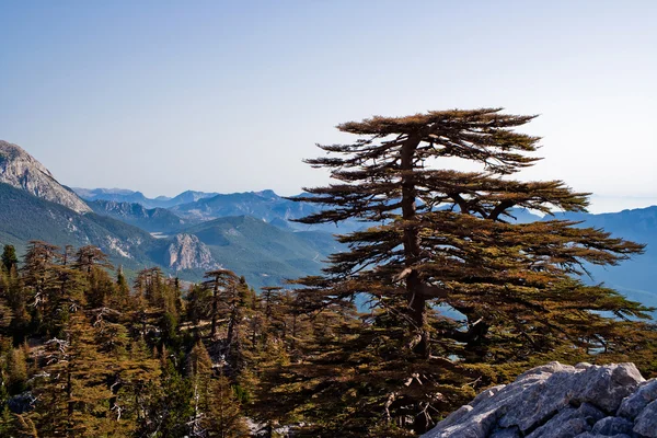 stock image Mountain pines