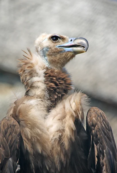 stock image Whiteheaded eagle