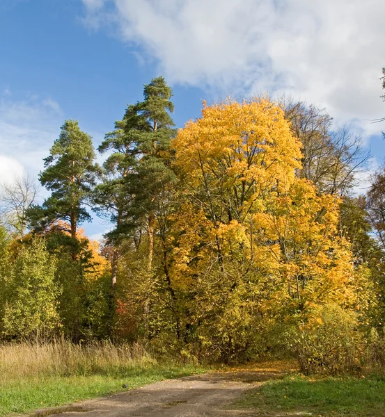 stock image Autumn road