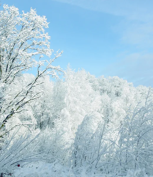 Inverno branco — Fotografia de Stock