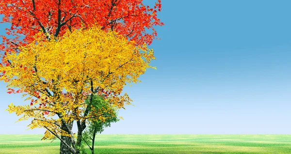 शरद ऋतु पेड़ — स्टॉक फ़ोटो, इमेज