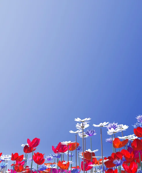 Летние цветы — стоковое фото