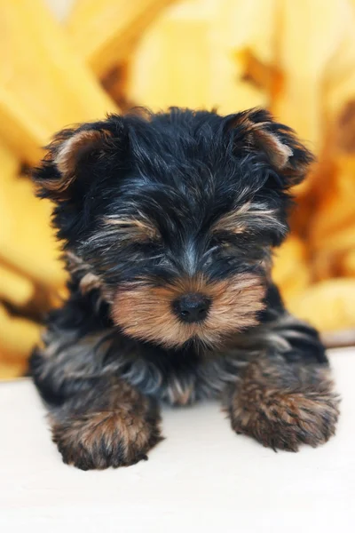 stock image Yorkshire terrier