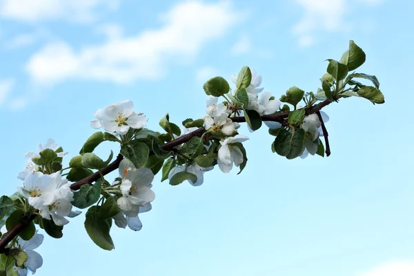 Ramura copac de mere — Fotografie, imagine de stoc