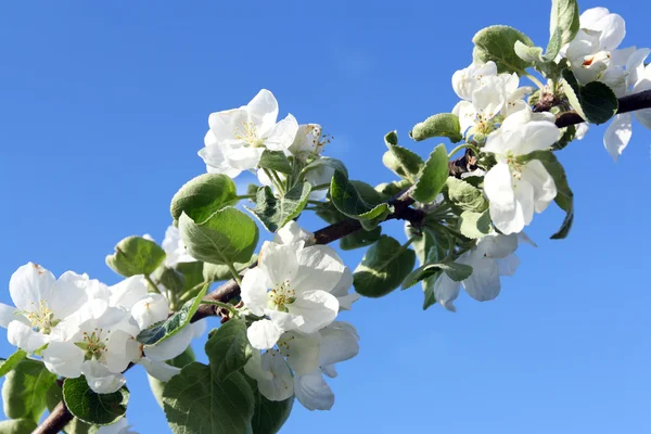 Arborele de mere — Fotografie, imagine de stoc
