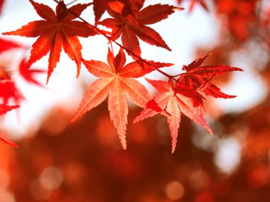 Maple leaves clipart