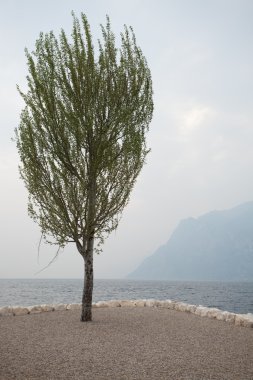 Sakin bir günde İtalya garda Gölü üzerinde tek ağaç
