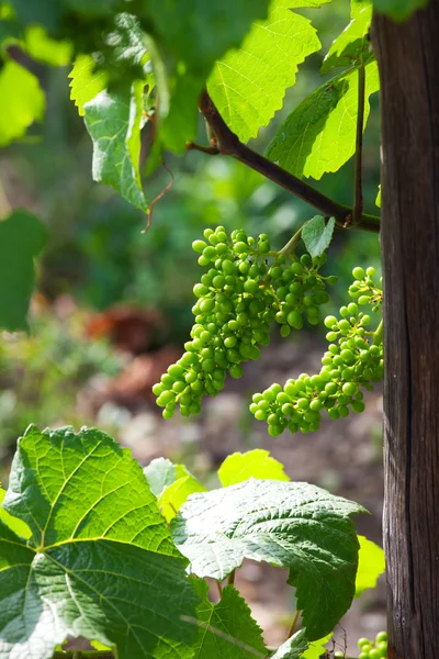 stock image Young grapes on a vineyard