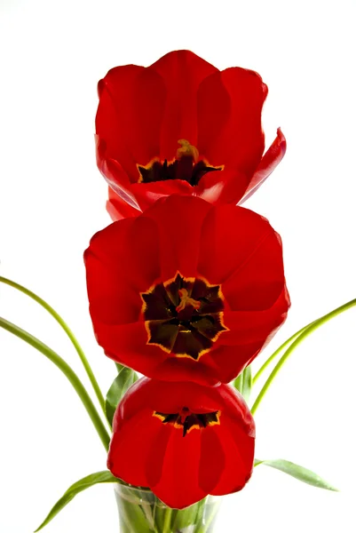 Three Tulips. — Stock Photo, Image