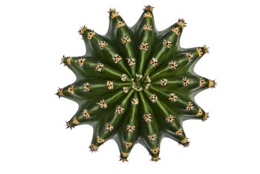 Cactus with a bird's-eye view. clipart