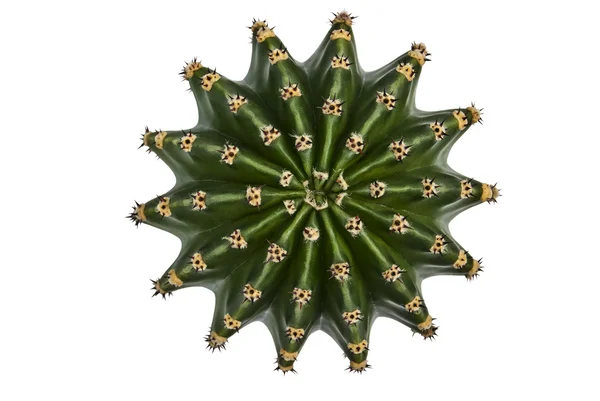 stock image Cactus with a bird's-eye view.