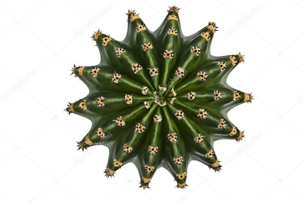 Cactus with a bird's-eye view.