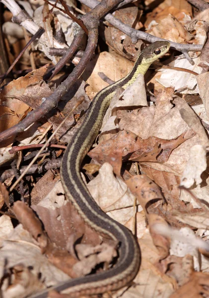 stock image Slender Garter Snake