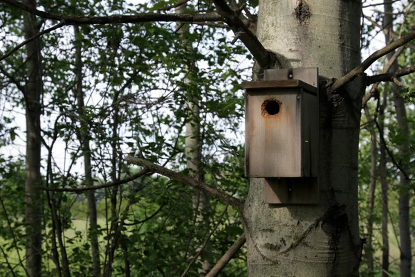 Ağaçtaki kuş evi. — Stok fotoğraf