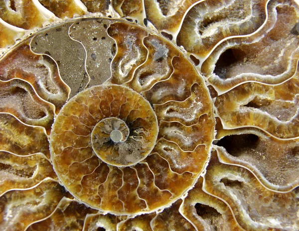 stock image Crustacean Fossil