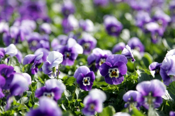 Lots of Purple Violas — Stock Photo, Image