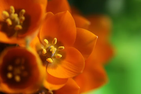Bouquet étoile d'orange — Photo