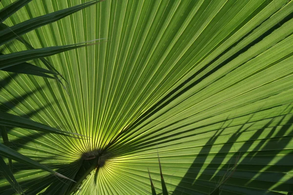 Palm Leaf Abstract — Zdjęcie stockowe