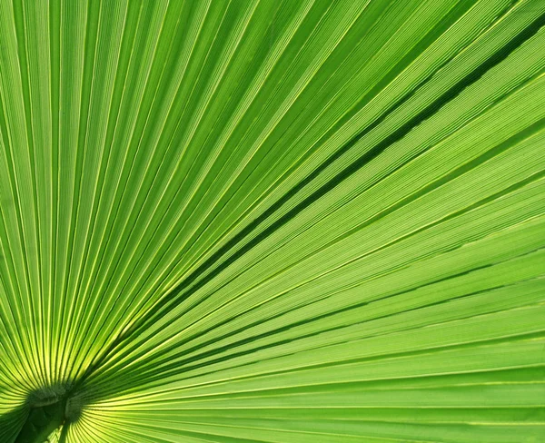 Palma liść upclose — Zdjęcie stockowe