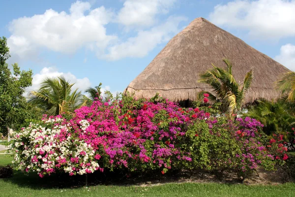 Tropisk trädgård och hut — Stockfoto