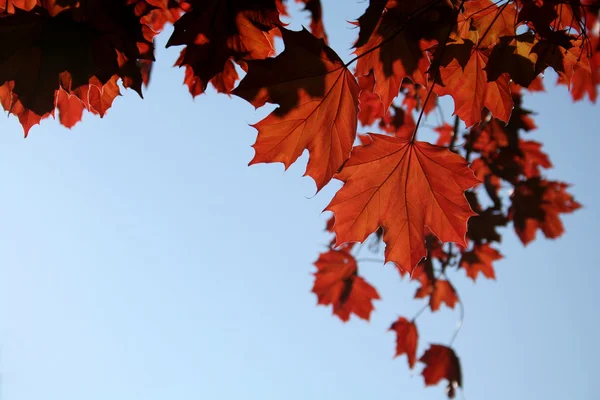 銅のカエデの葉 — ストック写真