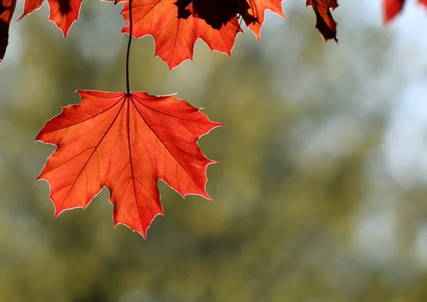Podsvícený měděné javorový list — Stock fotografie