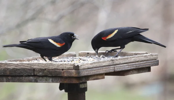 Два краснокрылых чёрных дрозда — стоковое фото