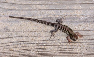 Six-lined Racerunner clipart