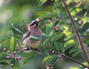 Eating Cedar Waxwing clipart