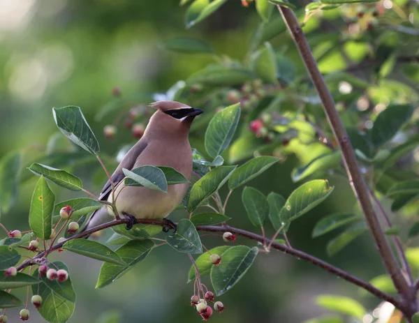 Cedar Waxwing Perched — Stock Photo, Image