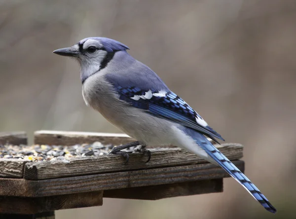 Blue jay op een feeder — Stockfoto