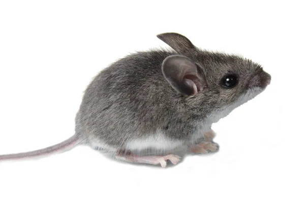 Ratón aislado — Foto de Stock