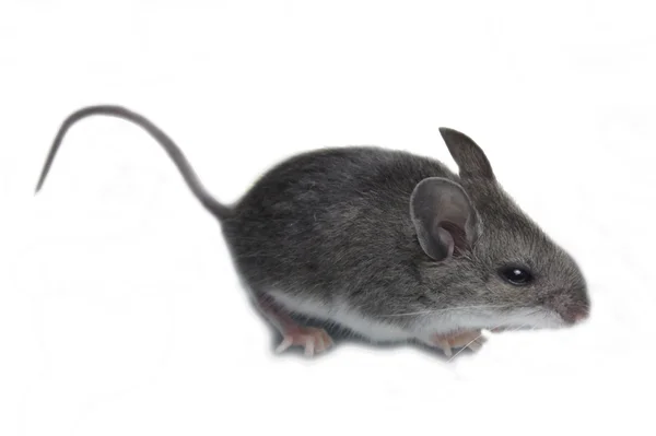 Maus isoliert auf weiß — Stockfoto