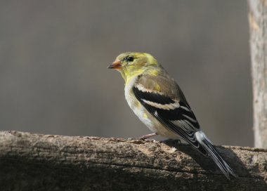 oturma sakası