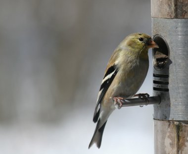 Cute Little Goldfinch clipart