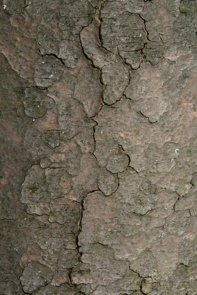 Spękana kora drzewa — Zdjęcie stockowe
