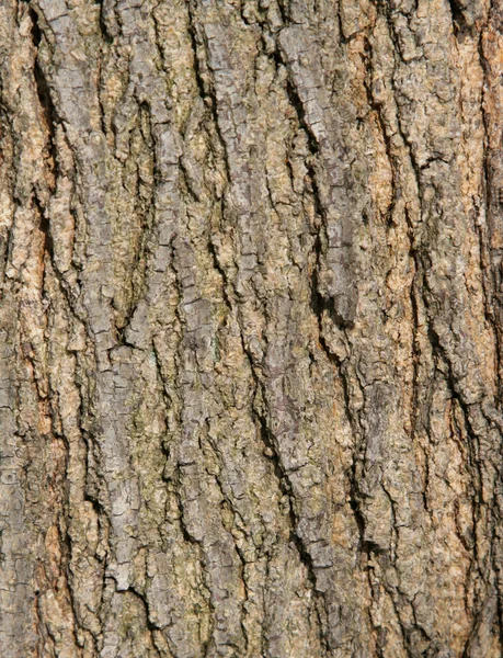 Casca de árvore áspera — Fotografia de Stock