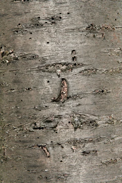 Błyszcząca kora drzewa — Zdjęcie stockowe