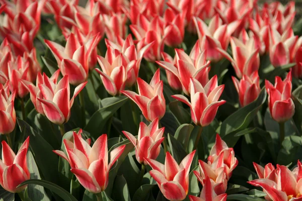 Tulipanes canadienses (rojo y blanco ) —  Fotos de Stock