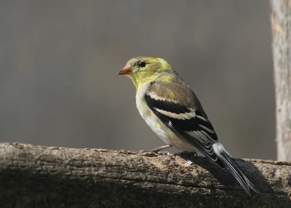 Sitting Goldfinch — Stock Photo, Image