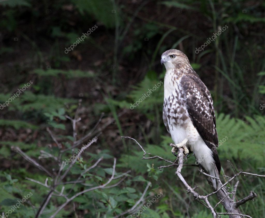 Abitudini di nidificazione alla scoperta dei segreti delle case dei falchi  - FasterCapital, image size:1024x842